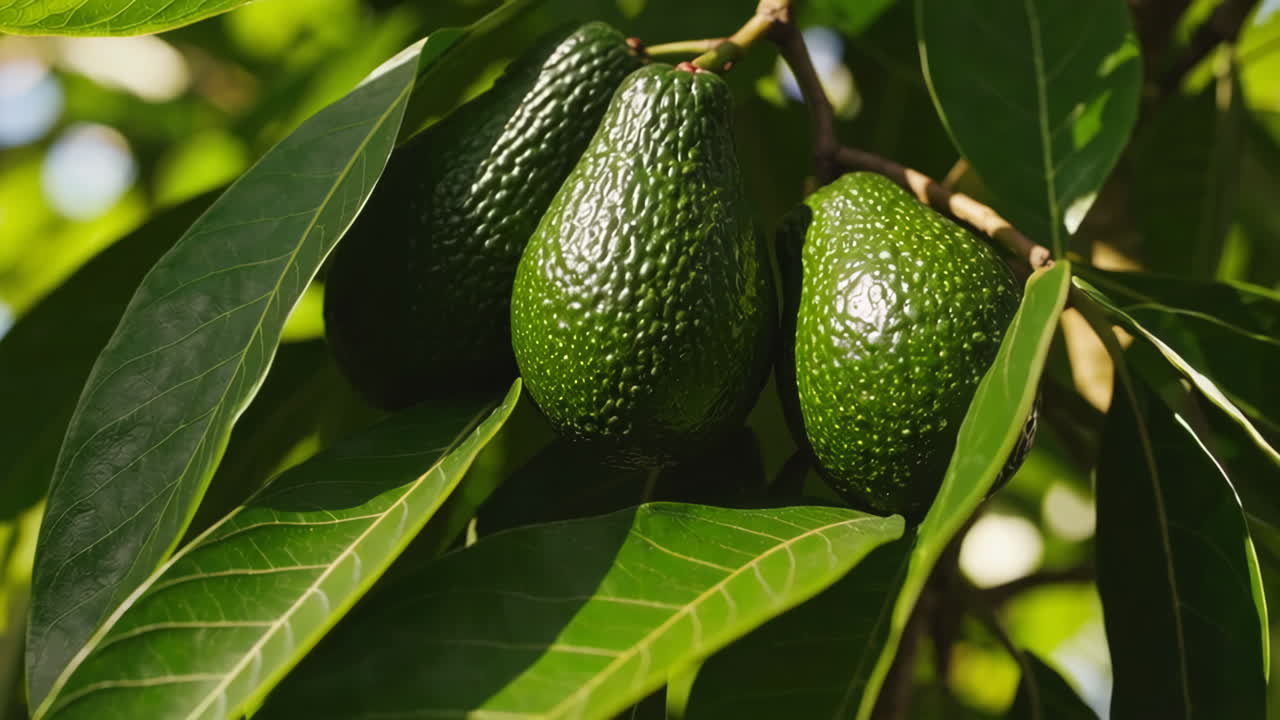 Avocados on Tree