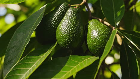avocados on tree