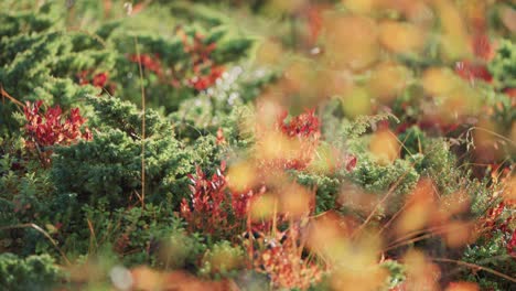 brightly-colored plants in autumn forest undergrowth