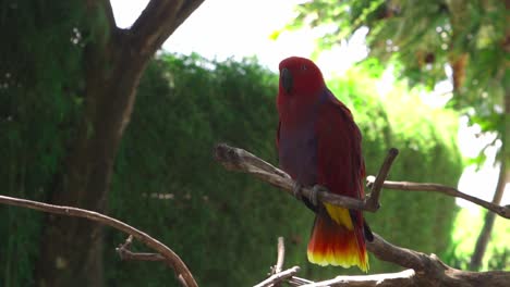 Female-Eclectus-parrot-standing-on-a-branch-in-the-wild,-isolated-red-and-yellow-feather-bird-close-up