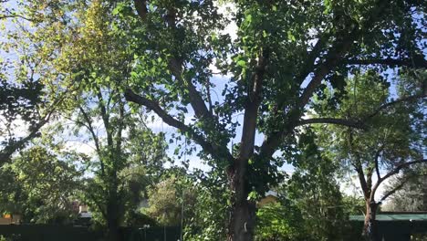 Lapso-De-Tiempo-De-Un-árbol-En-El-Jardín