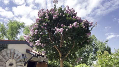 Hermoso-árbol-De-Flores-Rosadas,-árbol-En-Flor,-Tiro-De-Empuje,-Rododendro,-Movimiento-Constante-Cinematográfico,-Mardi-Grass,-Sedona,-árbol-De-Mirto,-Colores-Vívidos,-Escénico,-Flores,-Hermoso,-Calma,-Cielo-Azul,-Jardín