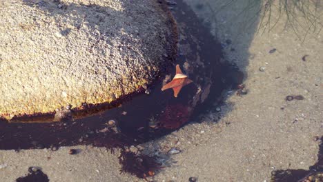 una estrella de mar y un cangrejo ermitaño en una piscina de marea a lo largo de la costa del océano pacífico