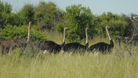 una bandada de avestruces vaga por la sabana africana