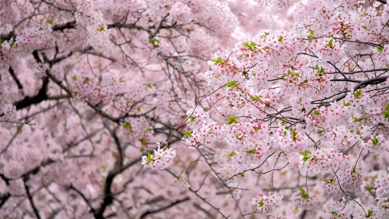 とんちゃんねるページ　美しい日本＊桜清富士　桜窓　富士山　春　全体運 風水画風景絵画 美しい日本＊薄紅 桜清富士 桜窓 富士山 春 全体
