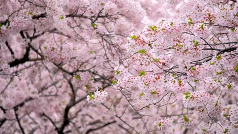 la flor de los cerezos sakura