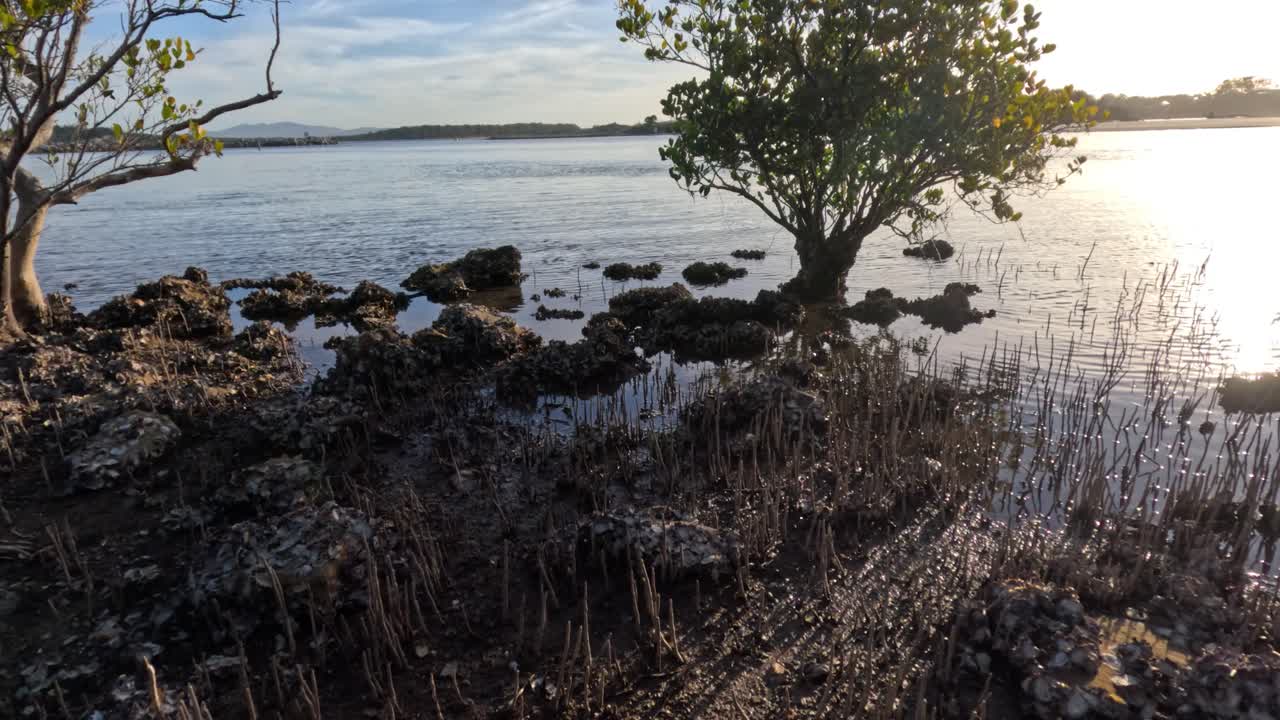 빛은 평온한 맹그로브 수면 위에 사라집니다.