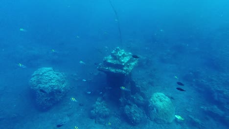 vintage old shrine placed undersea while fish swimming nearby in blue water, bali