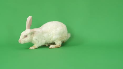white rabbit on green background