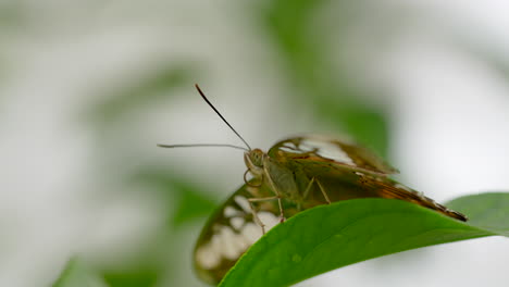 tiro macro de 4k de mariposa salvaje sentada en la hoja verde del árbol en la vida silvestre, cámara lenta - moviendo la boca y la cabeza
