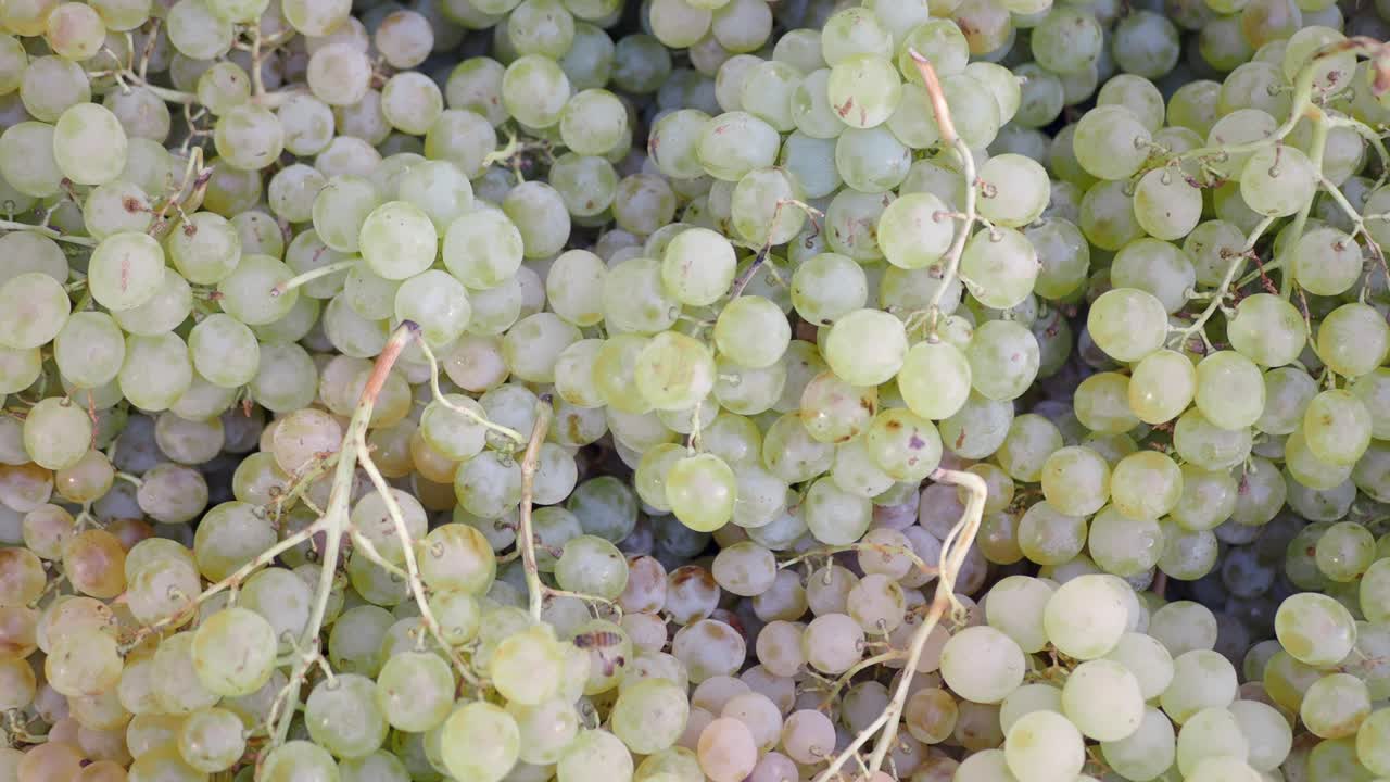 신선한 녹색 포도