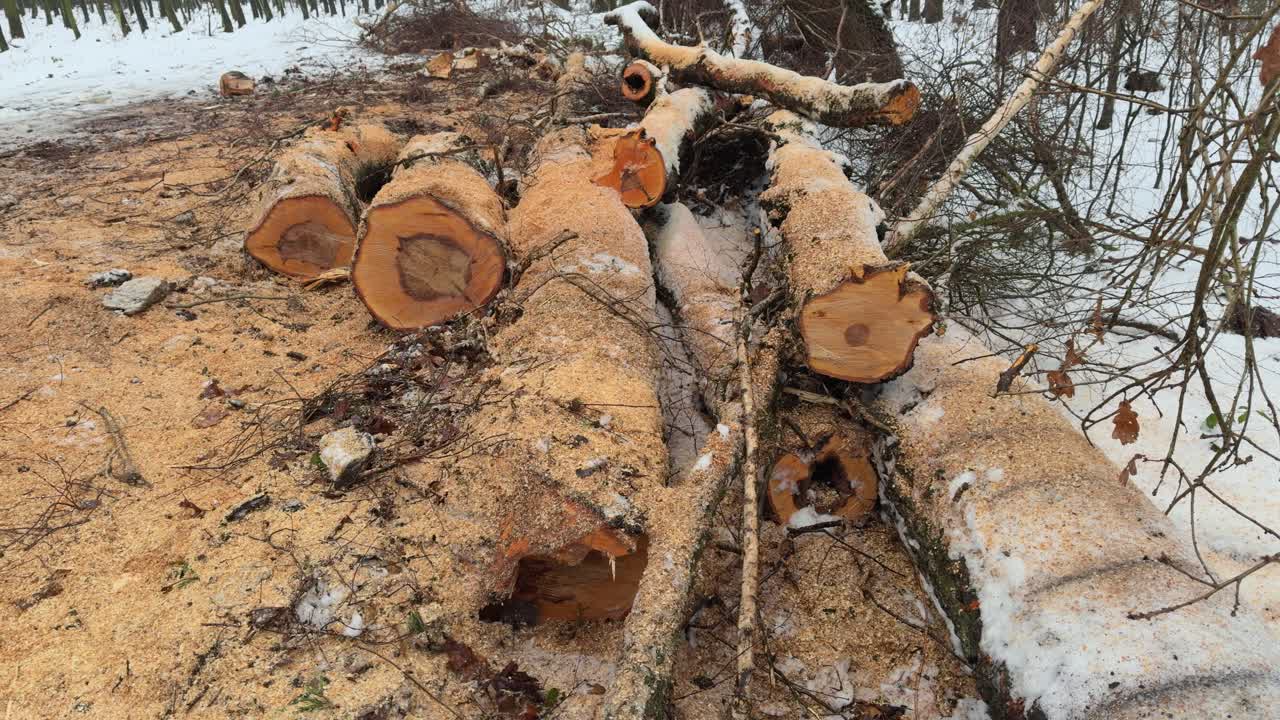 Ripresa panoramica grandangolare di alberi abbattuti, pesante disboscamento industriale e silvicoltura.