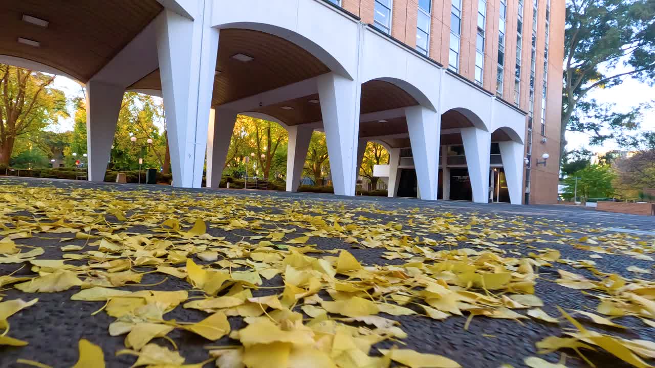 가을에 캠퍼스 땅에 어져 있는 노란 잎