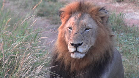 frontal telephoto view of male lion sitting in early morning, light cast across mane