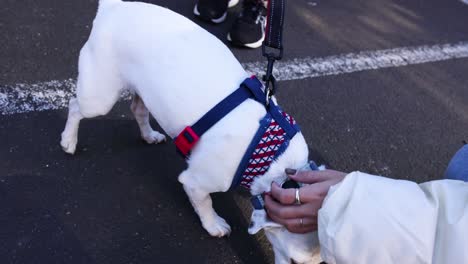 person petting a jack russell terrier