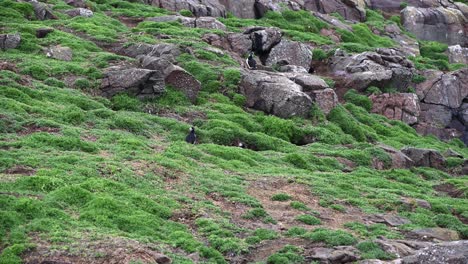 Couple-of-Atlantic-Puffins-walking-around-the-burrow-on-the-island--Tripod-shot