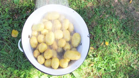 water splashing on potatoes in garden