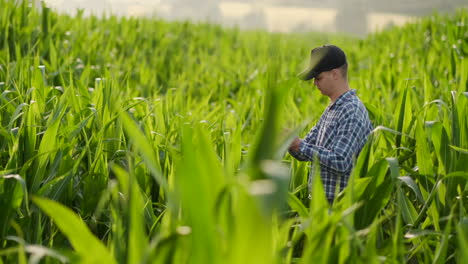 A-male-farmer-with-a-tablet-at-sunset-in-a-field-of-corn-examines-the-plants-and-using-the-application-controls-and-sends-for-analysis-data-on-the-successful-harvest.