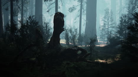 un bosque de niebla misterioso con un viejo tronco de árbol