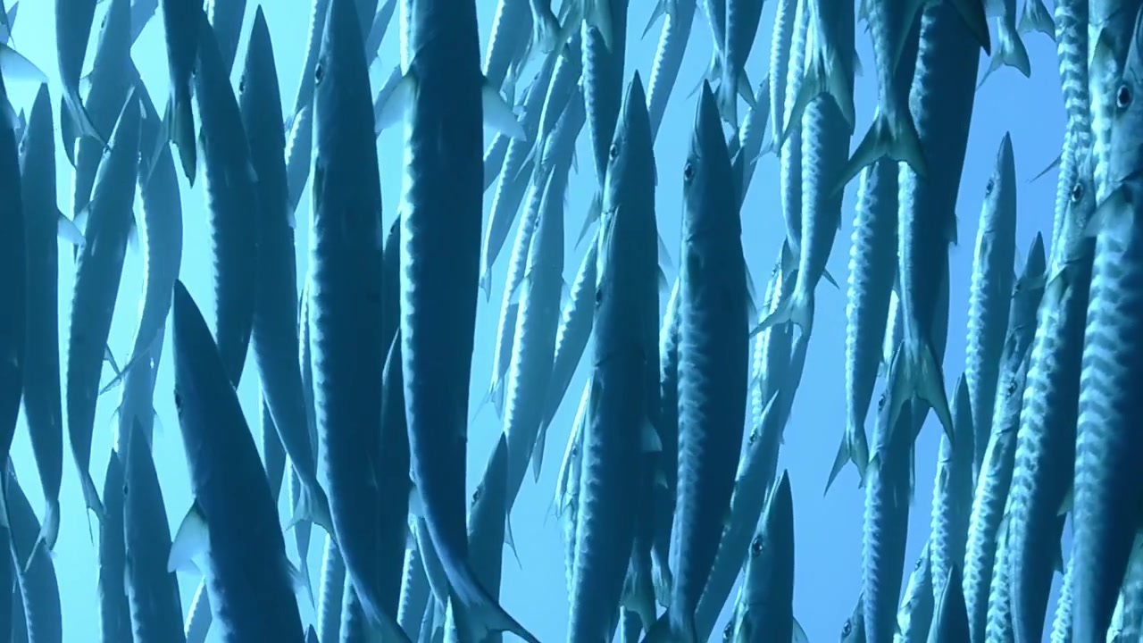 a School of barracudas swimming in the red sea