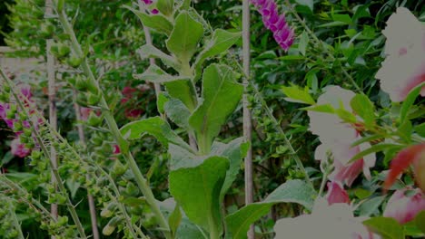 la oruga de mullein se vuelve una hoja de mullein peluda en primavera