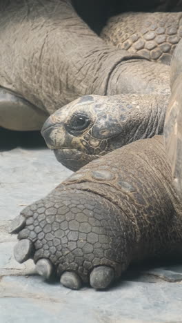 a giant gray galapagos tortoise walking while standing on a tropical island