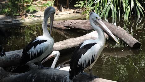 pelicans standing on logs above pond in tropical wildlife habitat