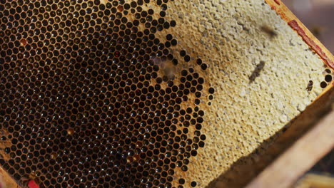 ripe honeycomb swept by beekeeper