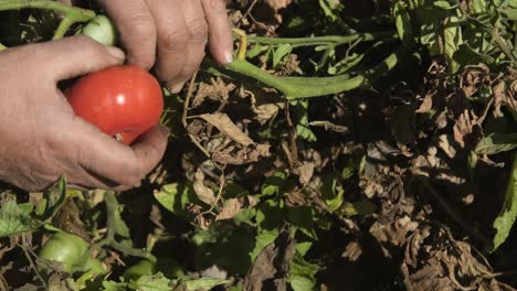 ripe organic tomatoes