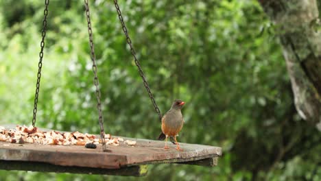 Hungriger-Madenhacker-Frisst-Brot-Auf-Hängendem-Vogelhäuschen-Im-Aberdare-Nationalpark-In-Kenia