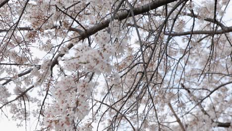 la flor de cerezo en kyoto