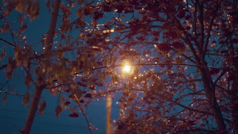 close-up of frosty autumn leaves and red berries covered in ice, beautifully illuminated by golden light reflection, against a soft glowing background