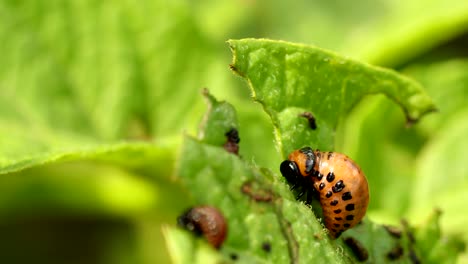 larvae of leptinotarsa decemlineata eat potato leaves. serious pest of potato. larva of colorado potato striped beetle