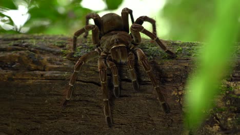 Vollständige-Darstellung-Des-Legendären-Goliath-Vogels,-Der-Die-Vogelspinne-Frisst-|-Seltene-Spezies