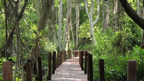 wooden pathway through mangrove trees in the forest in rayong, thailand