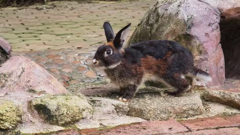 conejo marrón y negro en un parque