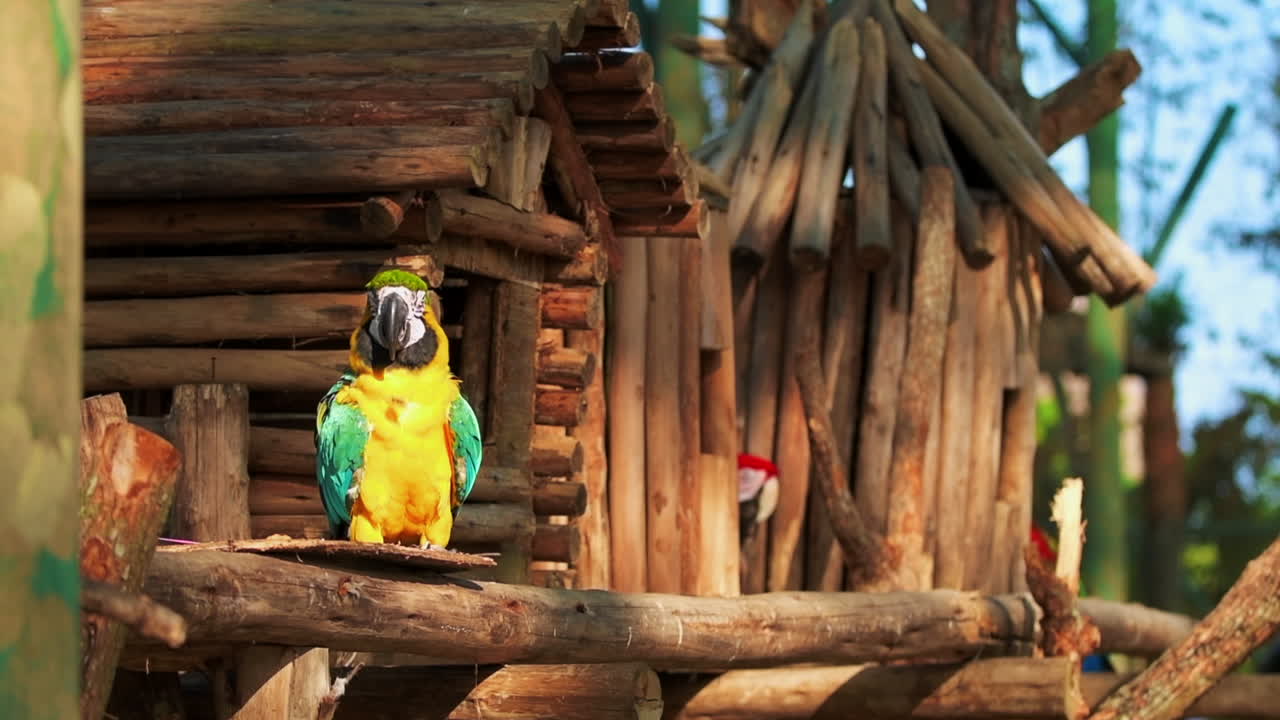 colorido loro guacamayo comiendo frente a una casa del árbol en un día soleado, toma en cámara lenta