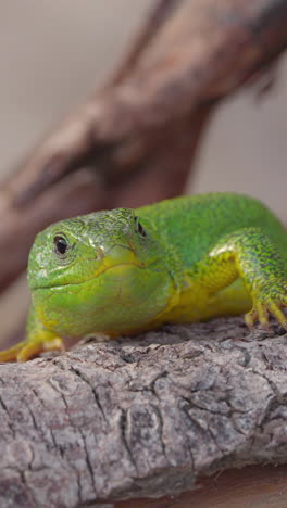 green gecko in greece close up in vertical