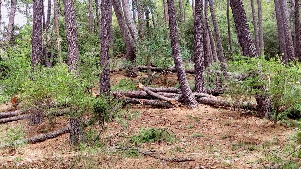 Tree trunks and branches cut from the forest floor. Forestry work. Timber extraction. Sierra de Cazorla. Spain