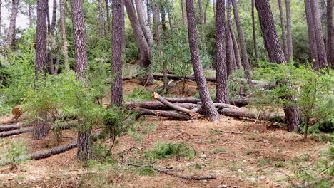 tree trunks and branches cut from the forest floor. forestry work. timber extraction. sierra de cazorla. spain