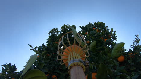 a person picking oranges using a fruit picker put in a white plastic bag in the backyard - pov