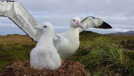 Wanderalbatros-Elternteil-Und-Küken-Im-Nest