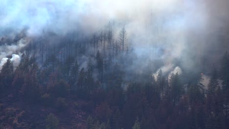 Incendio-Forestal-Quema-A-Través-De-Los-árboles