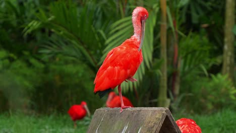 ibis escarlata, eudocimus ruber, posado en la parte superior, mostrando un comportamiento obsesivo, sobre el aseo y el aseo de su plumaje rojo, capturando de cerca el pájaro con manchas calvas y áreas de pérdida de plumas