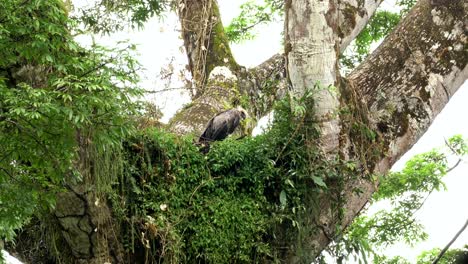 Der-Junge-Harpyienadler-Sieht-Nach-Einem-Heftigen-Regenguss-Struppig-Auf-Seinem-Nest-Aus