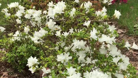 a rhododendron shrub with white blooming flowers