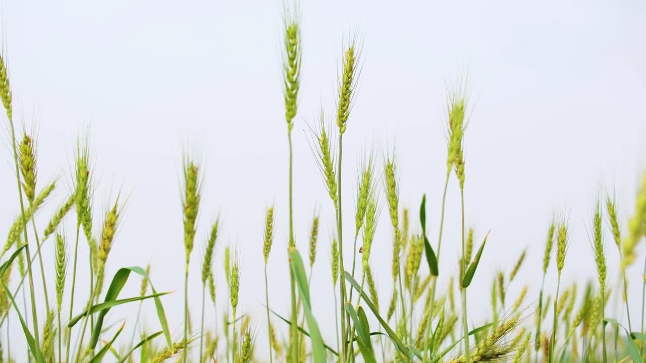 밀밭, 부드러운 바람에 흔들리는 밀 이삭