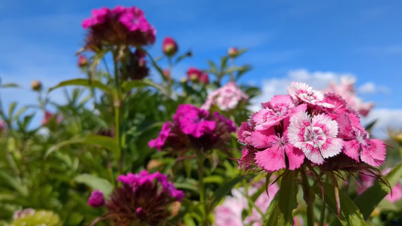 románticas flores rosas y púrpuras flores en el jardín, dulce william, claveles, dianthus
