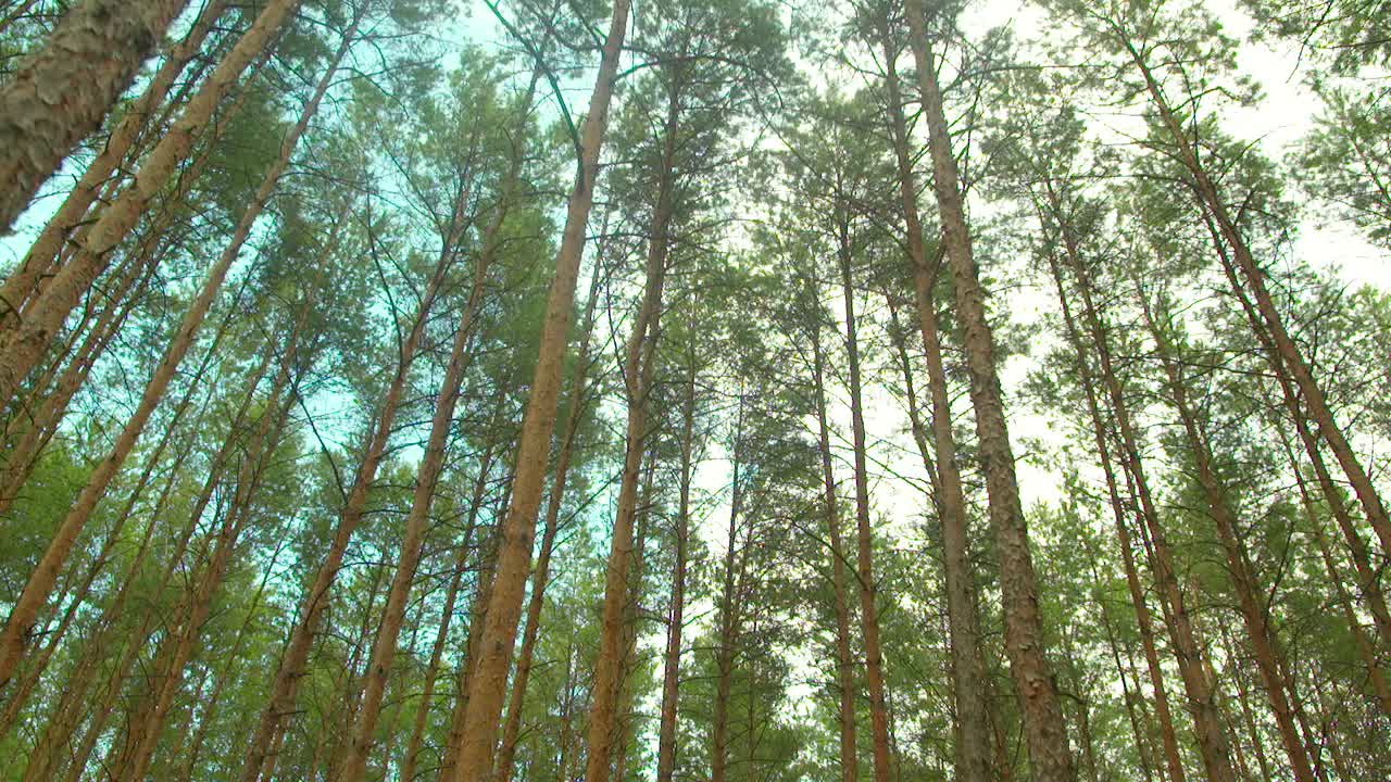 volando sobre el hermoso panorama del paisaje de los árboles del bosque 54