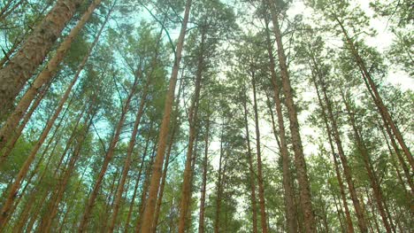 Flying-Over-The-Beautiful-Forest-Trees-Landscape-Panorama-54